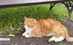 В Староладожском Никольском мужском монастыре живет кот Урсик