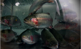 В Ленобласти будут разводить 10 миллионов мальков форели