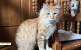 Кот Урсик из Ленобласти — звезда соцсетей. Знакомимся с пушистыми из Староладожского Никольского мужского монастыря