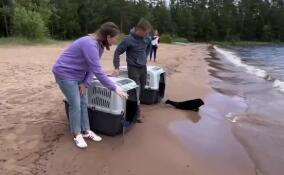 Первый в этом году торжественный выпускной устроили ладожским нерпам
