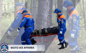 Два человека заблудились в лесу под Гатчиной