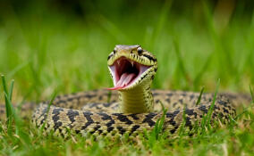 За полгода змеи укусили более 60 человек в Ленобласти