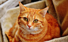 Петербуржцы заинтересовались виртуальными домашними животными