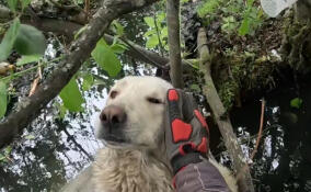 Во Всеволожском районе спасли застрявшую в болоте больную собаку