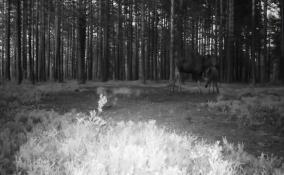 Александр Дрозденко поделился кадрами из жизни обитателей леса в Ленобласти