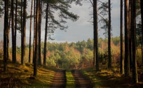 Гатчинскую администрацию обязали провести лесоустройство