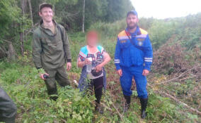 17 заплутавших вывели из ленинградских лесов всего за неделю