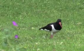 Сотрудники парка Монрепо показали необычного соседа