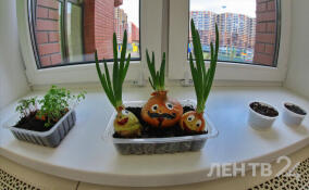 Во Всеволожске построят еще один детсад на 140 мест