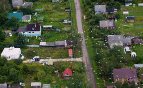 Почти 140 миллионов направили из бюджета Петербурга на развитие садоводств