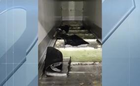 Таможенники пресекли ввоз 820 килограммов кокаина