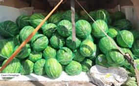 В Петербург прибыла первая партия арбузов из Узбекистана