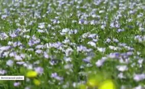 В Клопицах зацвел масличный лен