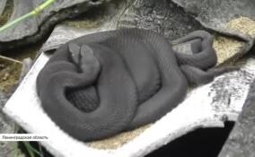 В этом году зафиксирована небывалая активность змей в 47-м регионе