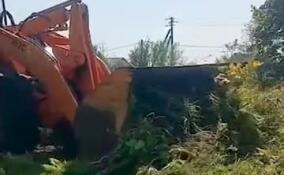 Во всех районах Ленобласти борются с борщевиком