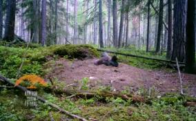 Принимающего ванну из пыли глухаря запечатлели во Всеволожском районе