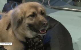 В Петербурге прошла пресс-конференция, посвященная помощи бездомным животным