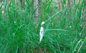 На лугах Ленобласти заметили необычные белые пенистые комочки