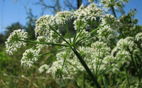 Сергей Перминов: Борьба с борщевиком должна войти в перечень задач в каждом регионе