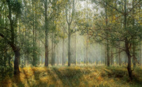 В лесополосе в деревне Копорье обнаружили труп мужчины