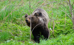 В Нижне-Свирском заповеднике медведь повредил ловушку для безопасного отлова птиц