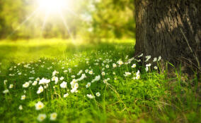 Синоптики рассказали о погоде в Ленобласти 21 июля