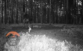 Лисица и лосиха с лосенком повстречались на поляне во Всеволожском районе