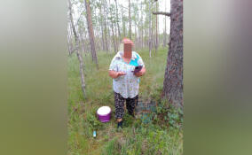 Заплутавшую женщину искали в лесу в Приозерском районе