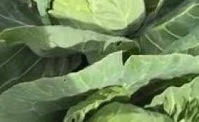 В Ленобласти начали убирать ранние сорта капусты