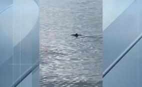 В Финском заливе замечен дельфин