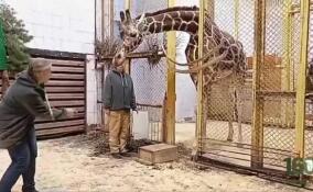 В Ленинградском зоопарке жирафа Соню научили важной для медобследования команде