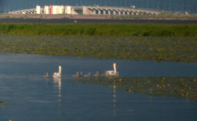 В Кронштадте пара лебедей-шипунов обзавелась рекордным количеством птенцов