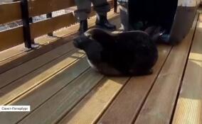 Тюлень Крошик проходит уникальный эксперимент по «одичанию» на Ладоге