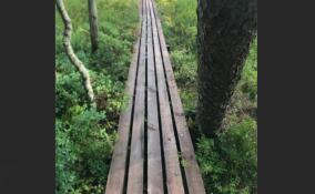 В Нижне-Свирском заповеднике обновили экотропу «Гагарье болото»