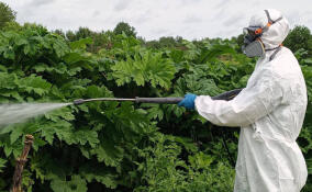 Ленобласть поддержала закон, обязывающий владельцев участков  бороться с борщевиком