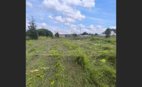 Ломоносовский район продемонстрировал успешные результаты в борьбе с борщевиком