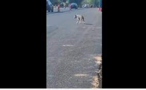 В Луге заметили бегающих по проезжей части волков