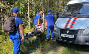В лесах Ленобласти за неделю в беду попали 12 человек