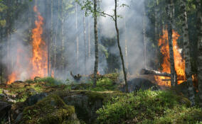 В Ленобласти модернизируют систему мониторинга раннего обнаружения лесных пожаров