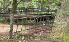 Упитанного кабана заметили на кладбище во Всеволожске