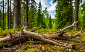 В Ленобласти субсидируют вырубку сухостоя