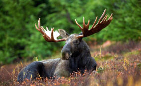 В Ленобласти охотники смогут добыть более 2,3 тыс. лосей и 58 косуль