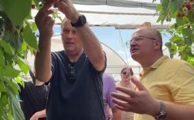 Александр Дрозденко побывал на сельхозпредприятии ООО «Ново Ягода»