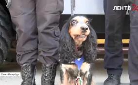 В Петербурге на базе ОМОН «Балтика» проводили на заслуженную пенсию служебную минно-розыскную собаку Пулю