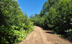 Семь лесничеств Ленобласти вышли на борьбу с борщевиком