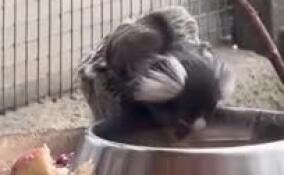 У пары обыкновенных игрунок из Ленинградского зоопарка родился еще один малыш