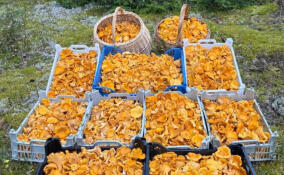 Грибники собирают полные корзины лисичек в лесах Ленобласти