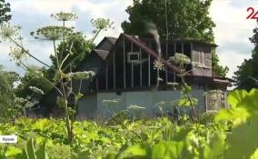 Собственников земельных участков обяжут бороться с борщевиком