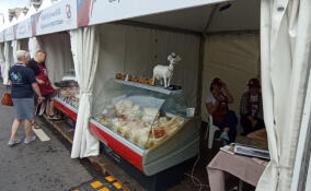 На праздновании Дня Ленобласти в Киришах проходит ярмарка «Ленинградский гастроном»