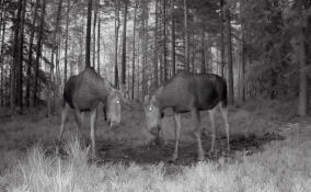 Во Всеволожском районе начались поединки лосей